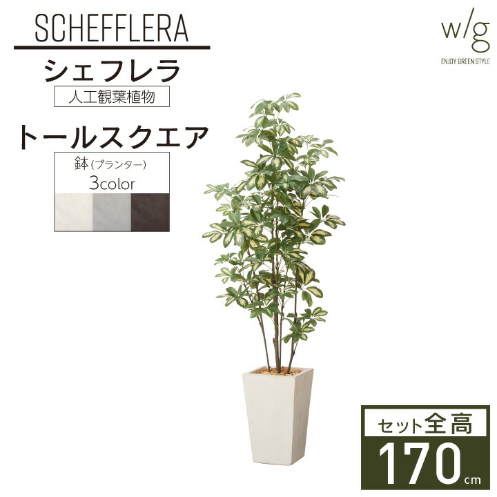 「シェフレラ×Tall Square w/g 高さ170cm」